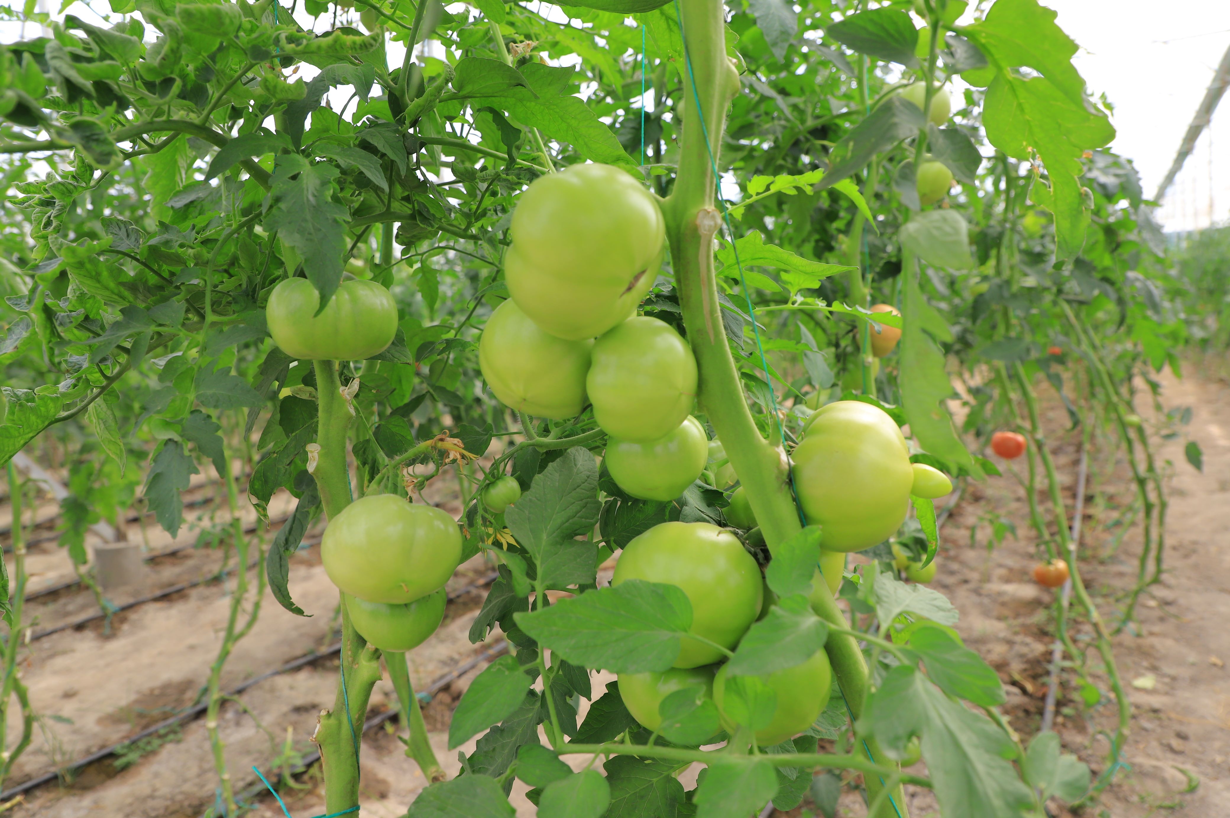 http://api3.fergana.uz/files/150100/news/file-2102505788690630.jpg