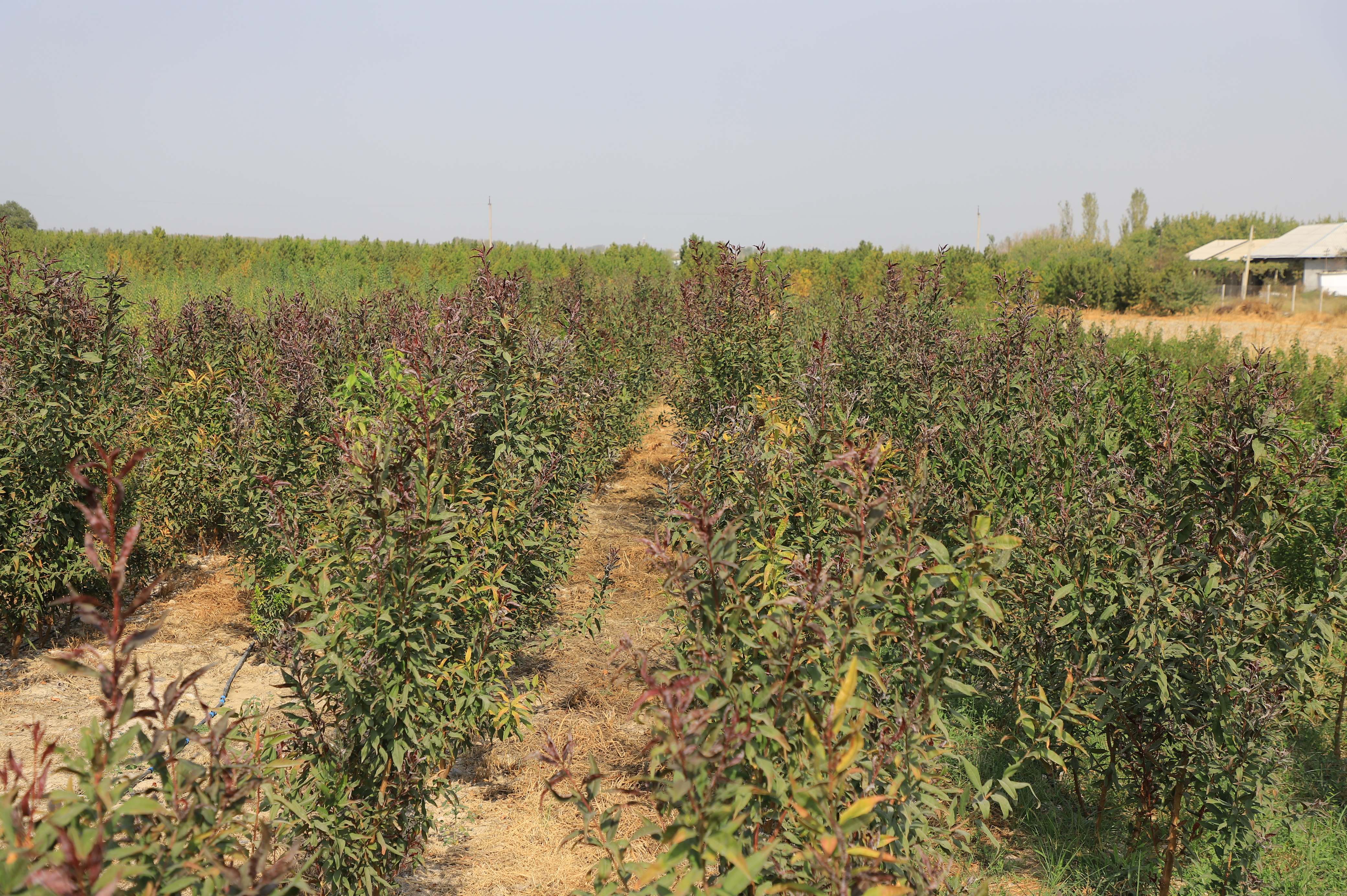 http://api3.fergana.uz/files/150100/news/file-2102505788752770.jpg