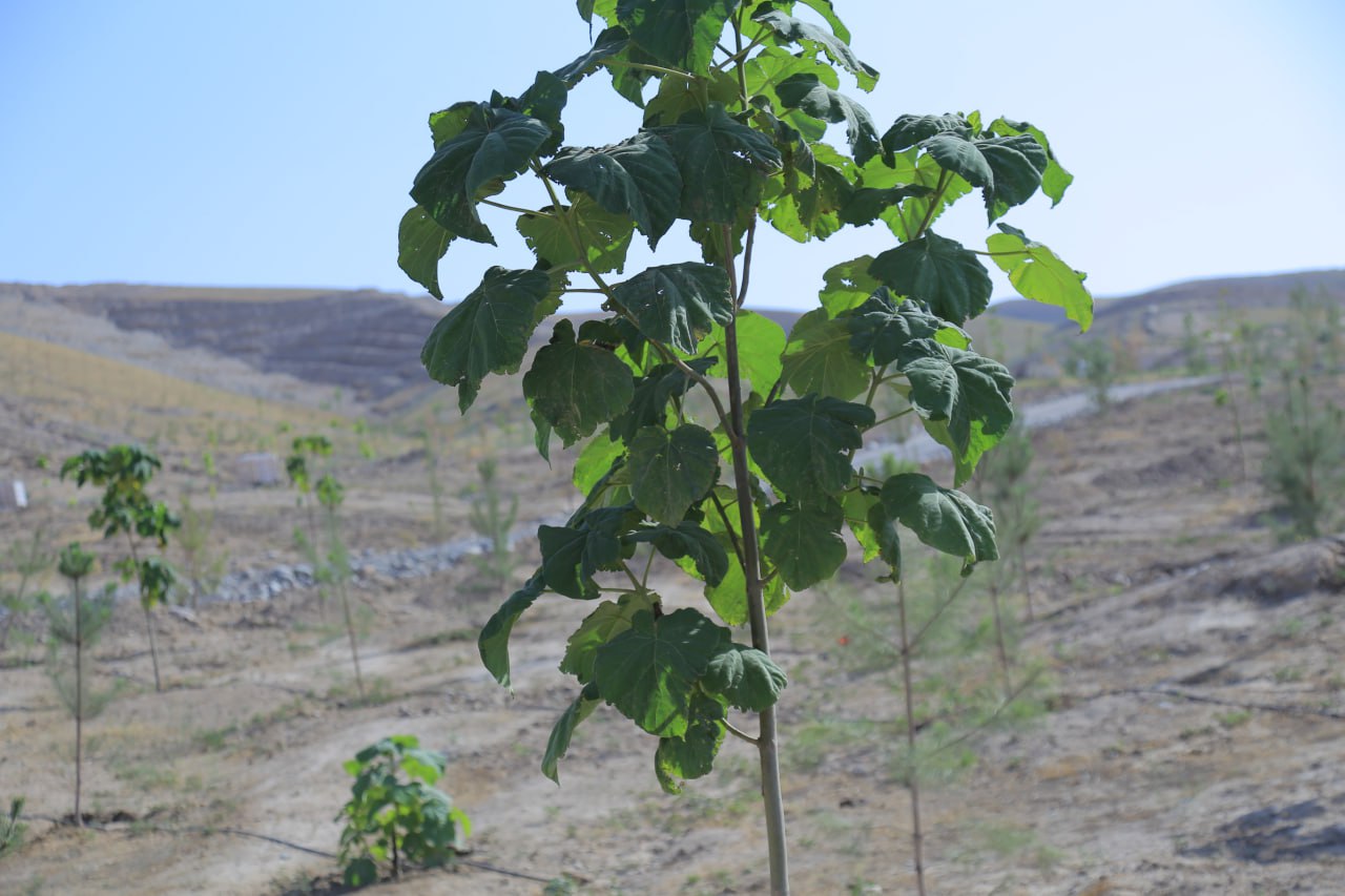 http://api3.fergana.uz/files/150800/news/file-2094408292342090.jpg
