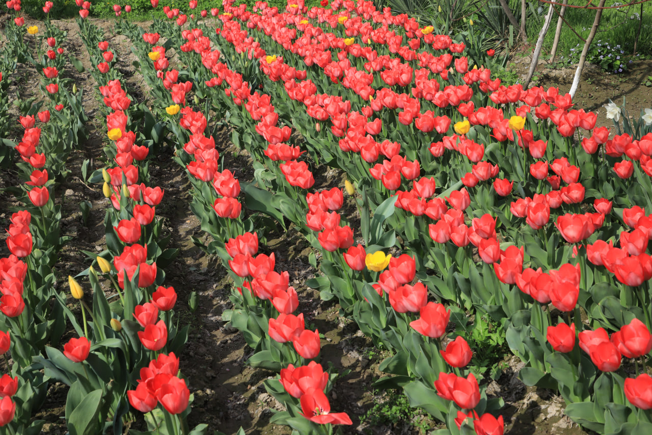 Mashinada pikap pornosini tomosha qiling Porno oyinlar yuklab olish