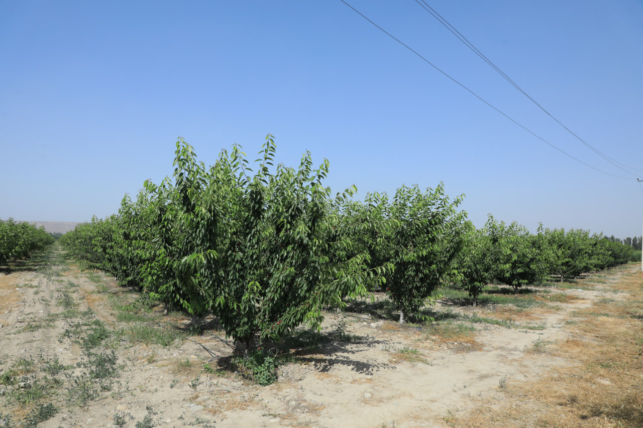 http://api3.fergana.uz/files/150900/news/file-2089396894112320.jpg
