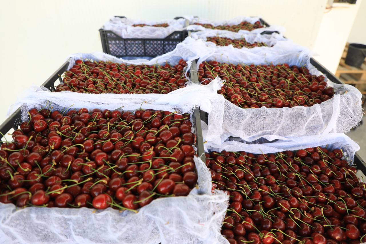 http://api3.fergana.uz/files/150900/news/file-2089396894115905.jpg