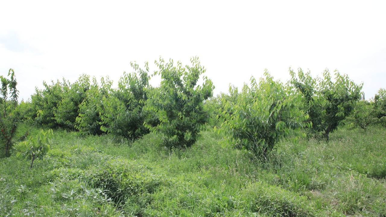http://api3.fergana.uz/files/150900/news/file-2089397306787645.jpg