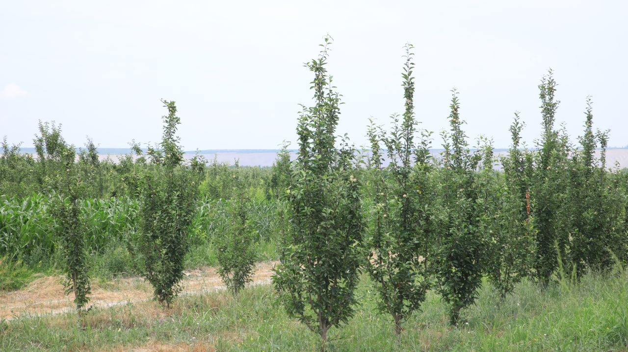 http://api3.fergana.uz/files/150900/news/file-2089397306798400.jpg
