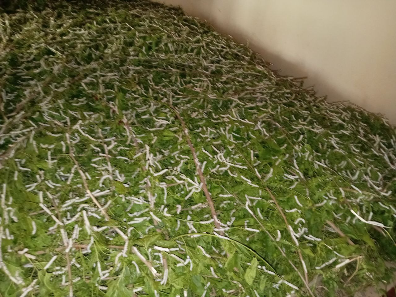 http://api3.fergana.uz/files/151400/news/file-2087998878021630.jpg