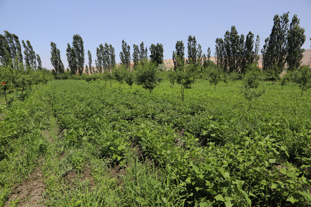 http://api3.fergana.uz/files/151400/news/file-2089590495908165.jpg