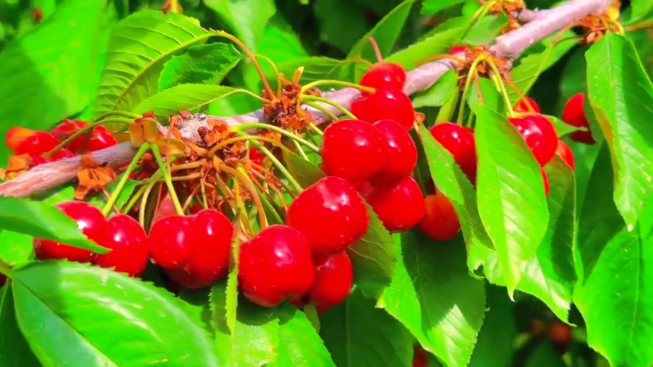 http://api3.fergana.uz/files/151800/news/file-2087312855194030.jpg